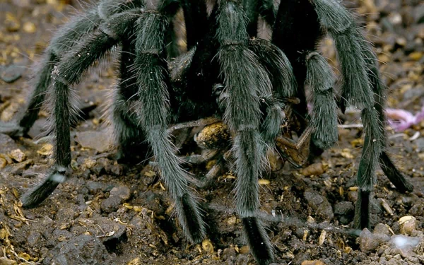 Animal tarantula HD Desktop Wallpaper | Background Image