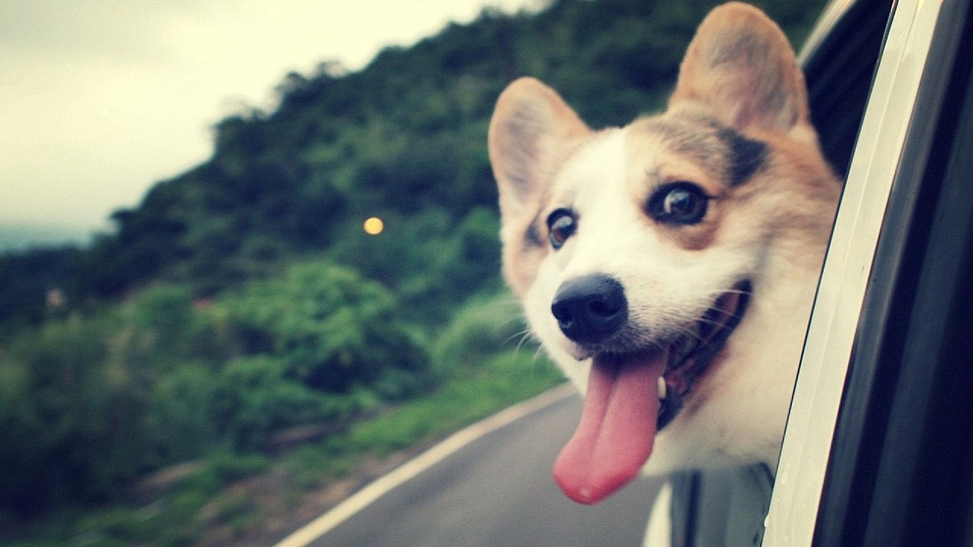Dog Full HD Wallpaper and Background Image | 1920x1080 | ID:301766