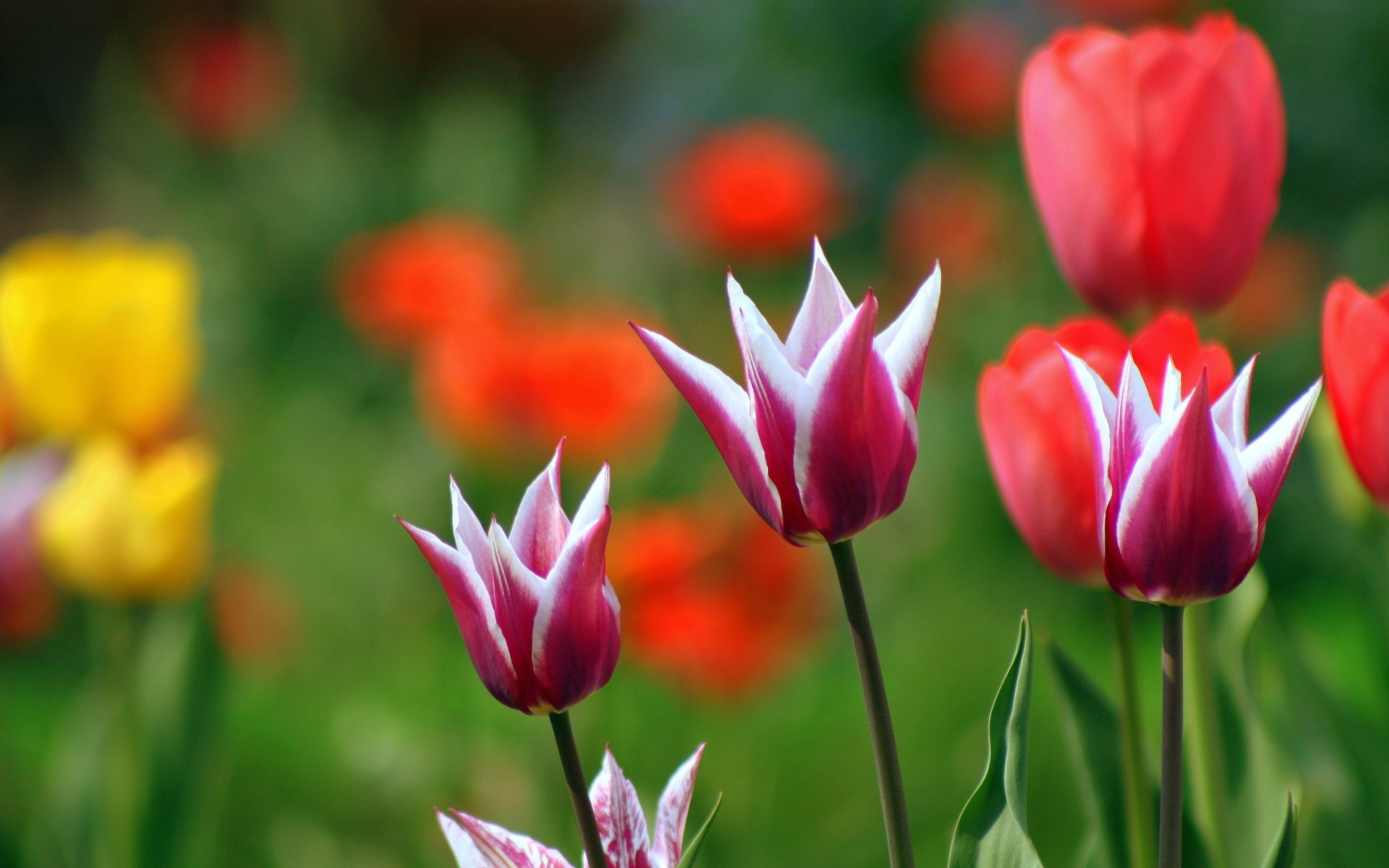 Nature Tulip HD Wallpaper