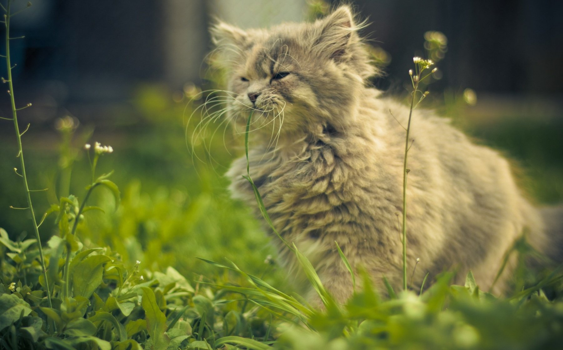 A fluffy cat stands in lush green grass, surrounded by delicate wildflowers, captured in a serene outdoor setting, making it a beautiful HD desktop wallpaper and background.