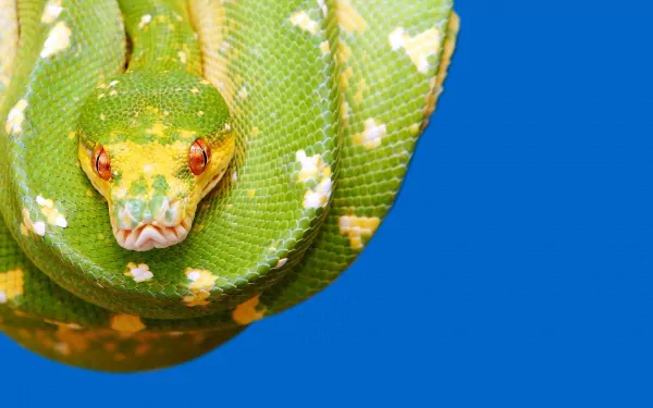 Close-up HD desktop wallpaper of a green python coiled against a vibrant blue background, showcasing detailed scales and striking red eyes.