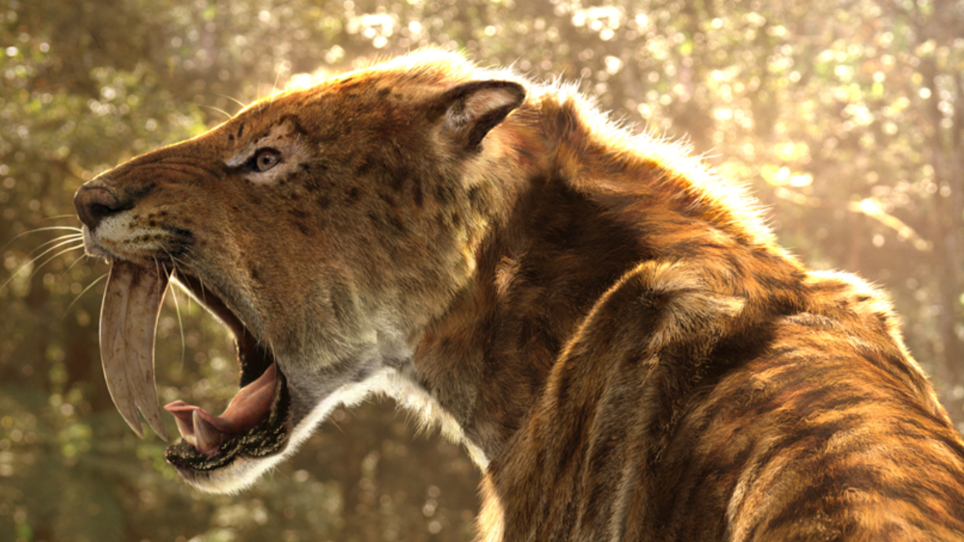 Saber-Toothed Tiger HD Wallpapers and Backgrounds. 