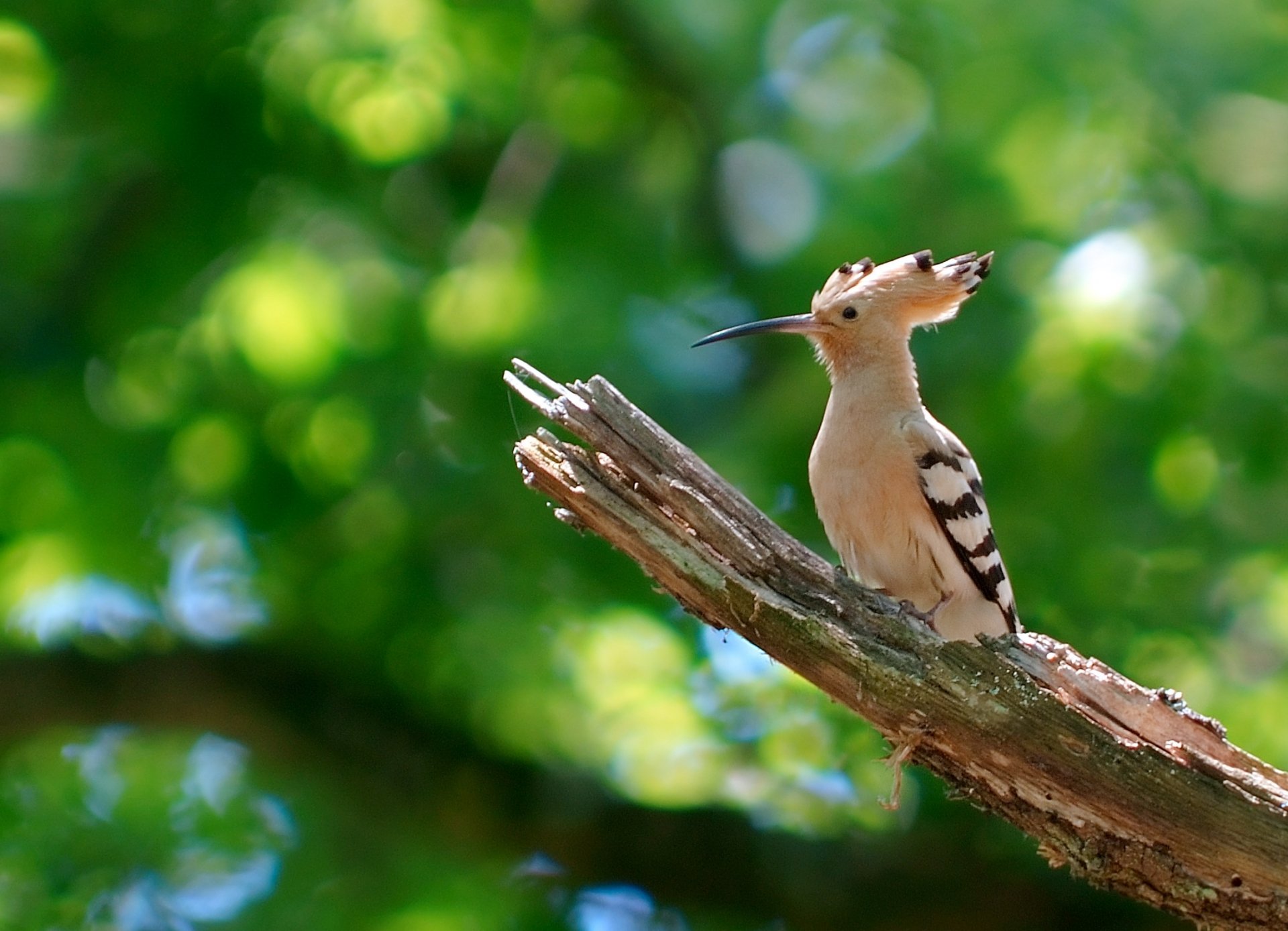 A hoopoe perched on a branch, showcasing its distinctive crest and striking plumage against a blurred green background. This vibrant image serves as an engaging HD desktop wallpaper.