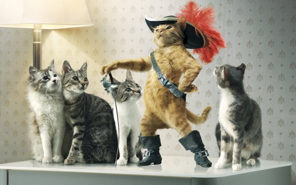 Humor Animal Puss in Boots Sword Hat Cat HD Wallpaper | Background Image