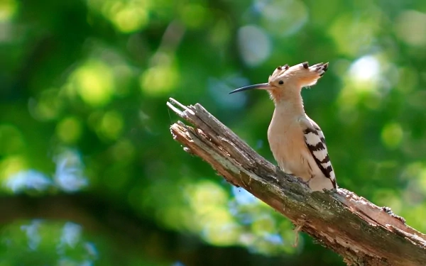 A hoopoe perched on a branch, showcasing its distinctive crest and striking plumage against a blurred green background. This vibrant image serves as an engaging HD desktop wallpaper.
