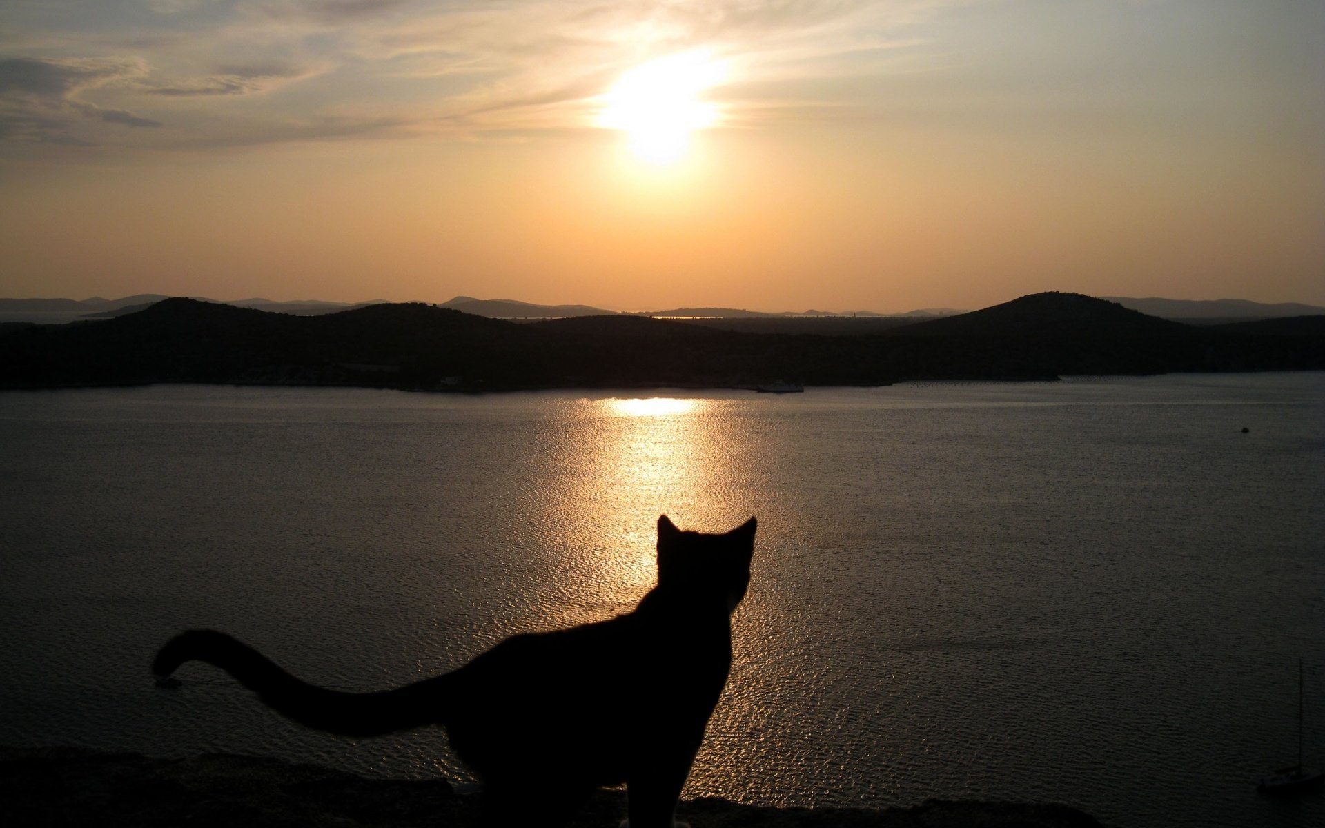 Download Sunset Scenic Mountain Landscape Animal Cat Hd Wallpaper