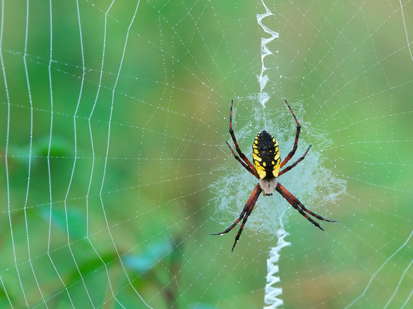 spiders web wallpaper