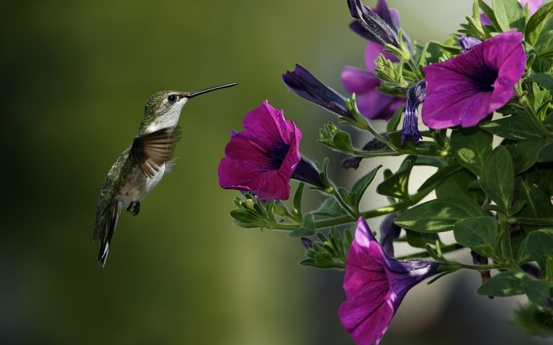 Download Flower Blossom Animal Hummingbird HD Wallpaper