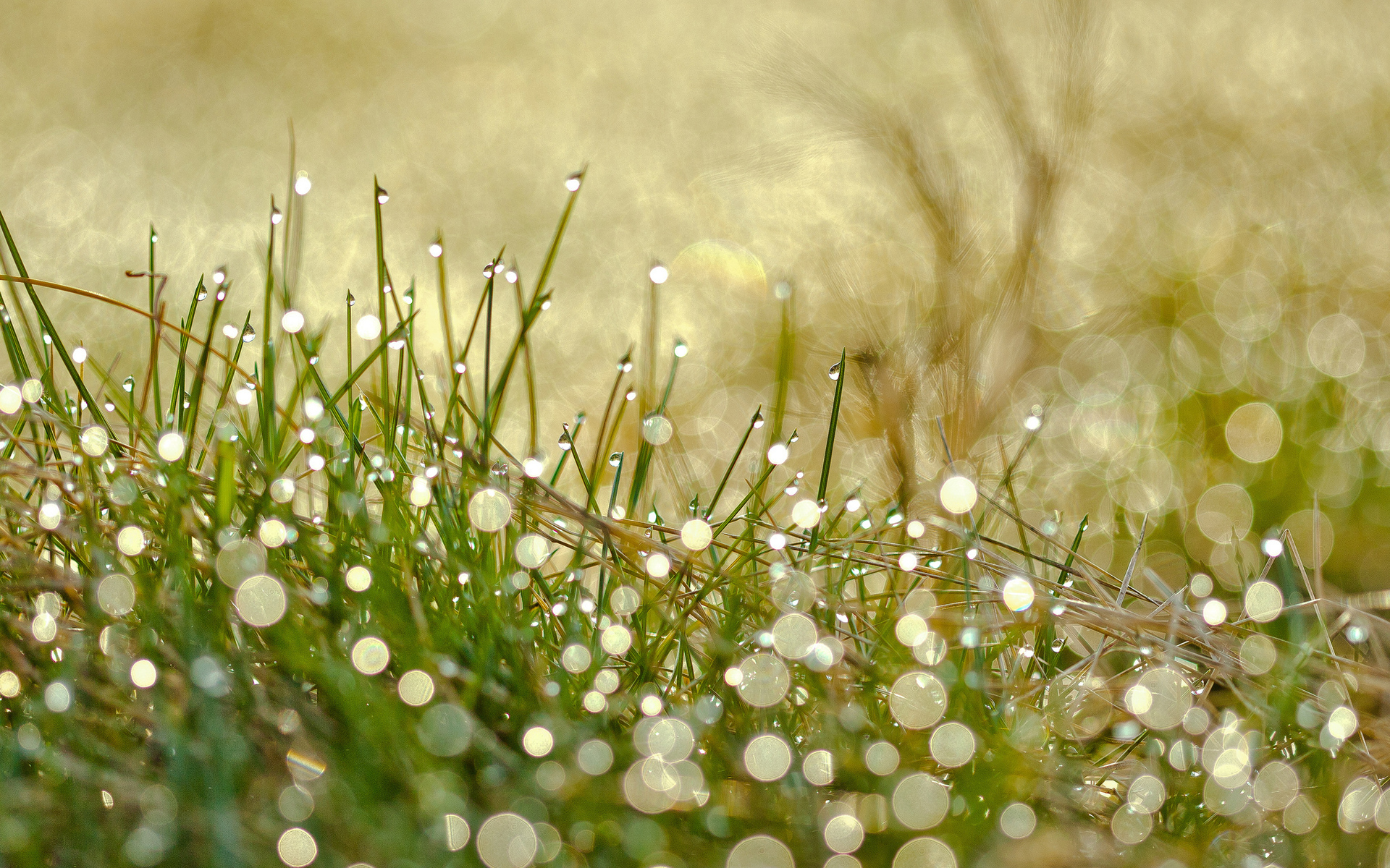 Earth Grass HD Wallpaper | Background Image