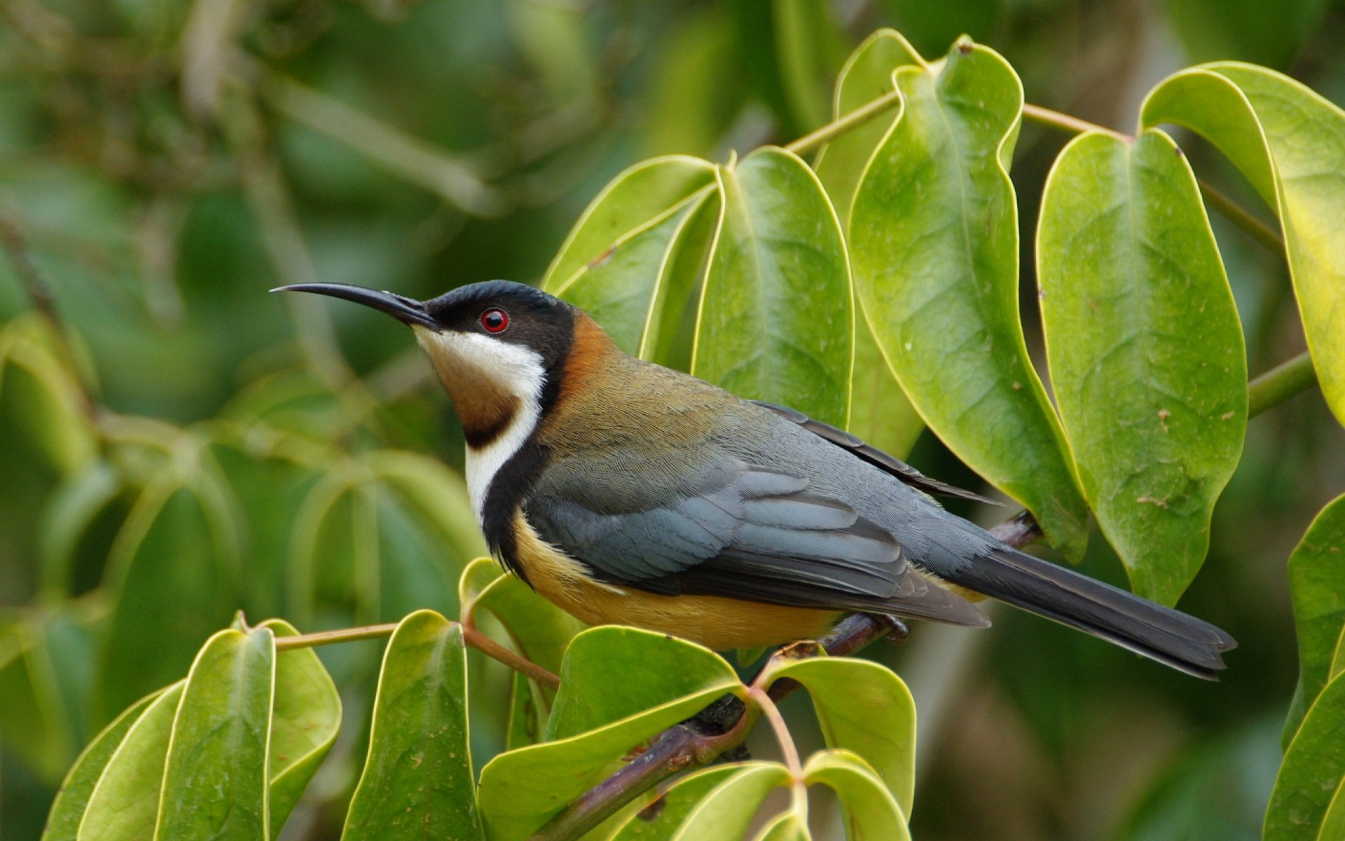 An Eastern Spinebill perched among vibrant green leaves, showcasing its striking plumage and sleek silhouette. This HD image serves as an attractive desktop wallpaper.