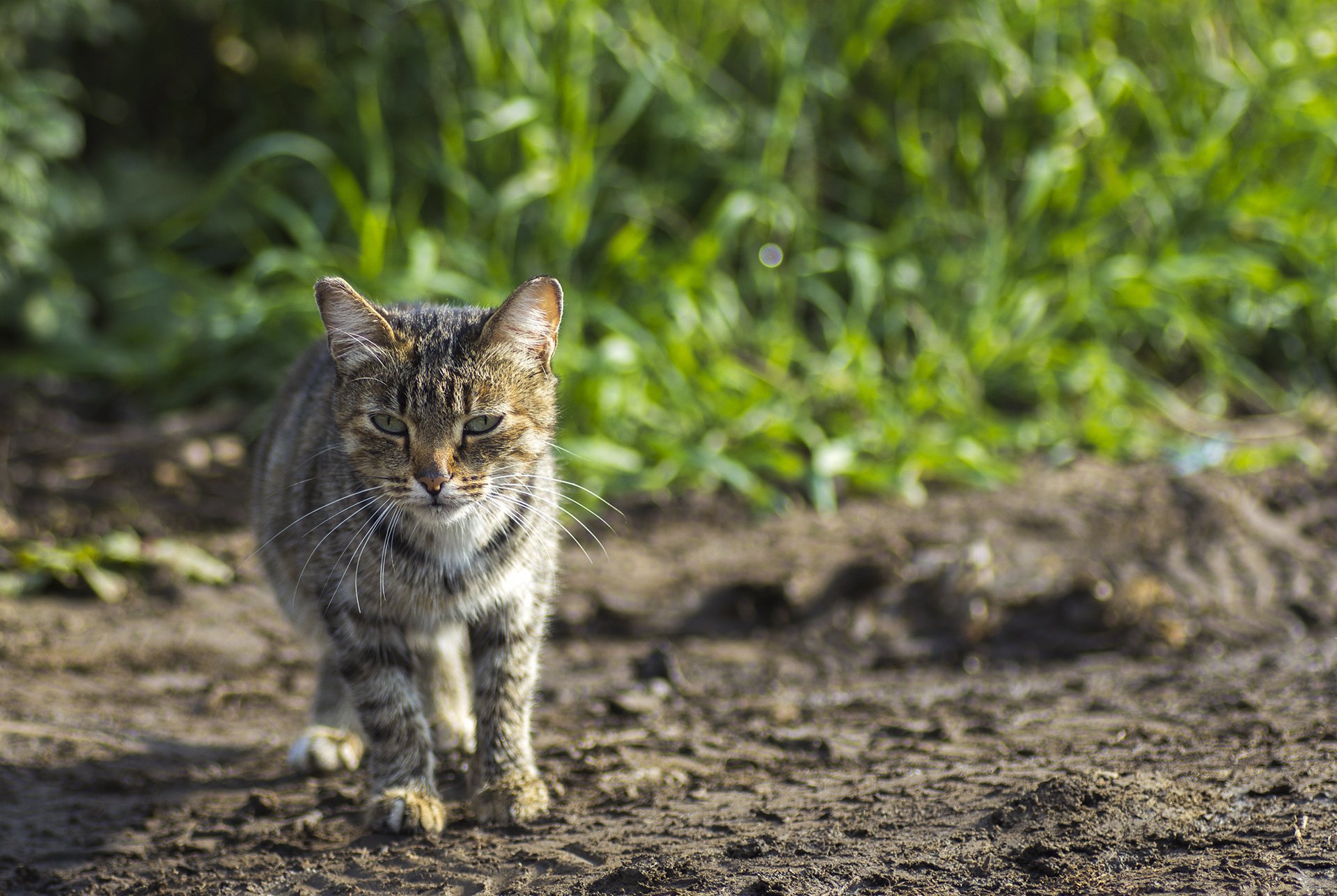 Wild world cat. Земные коты. Всех кошек на земле. Кот в земле.