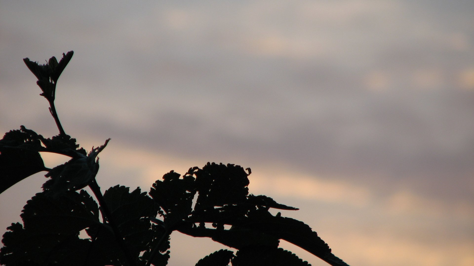 Download Nature Leaf HD Wallpaper by Zpaaztyk