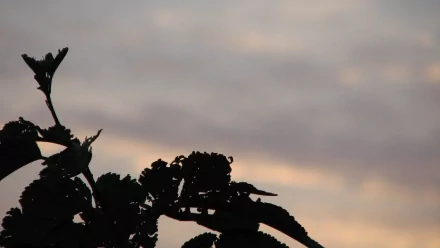 nature leaf HD Desktop Wallpaper | Background Image