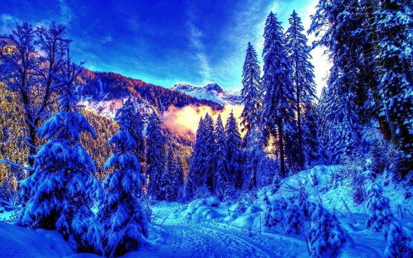 Earth Winter Landscape Scenic Forest Snow Path Mountain Bright HDR Season Sky HD Wallpaper | Background Image