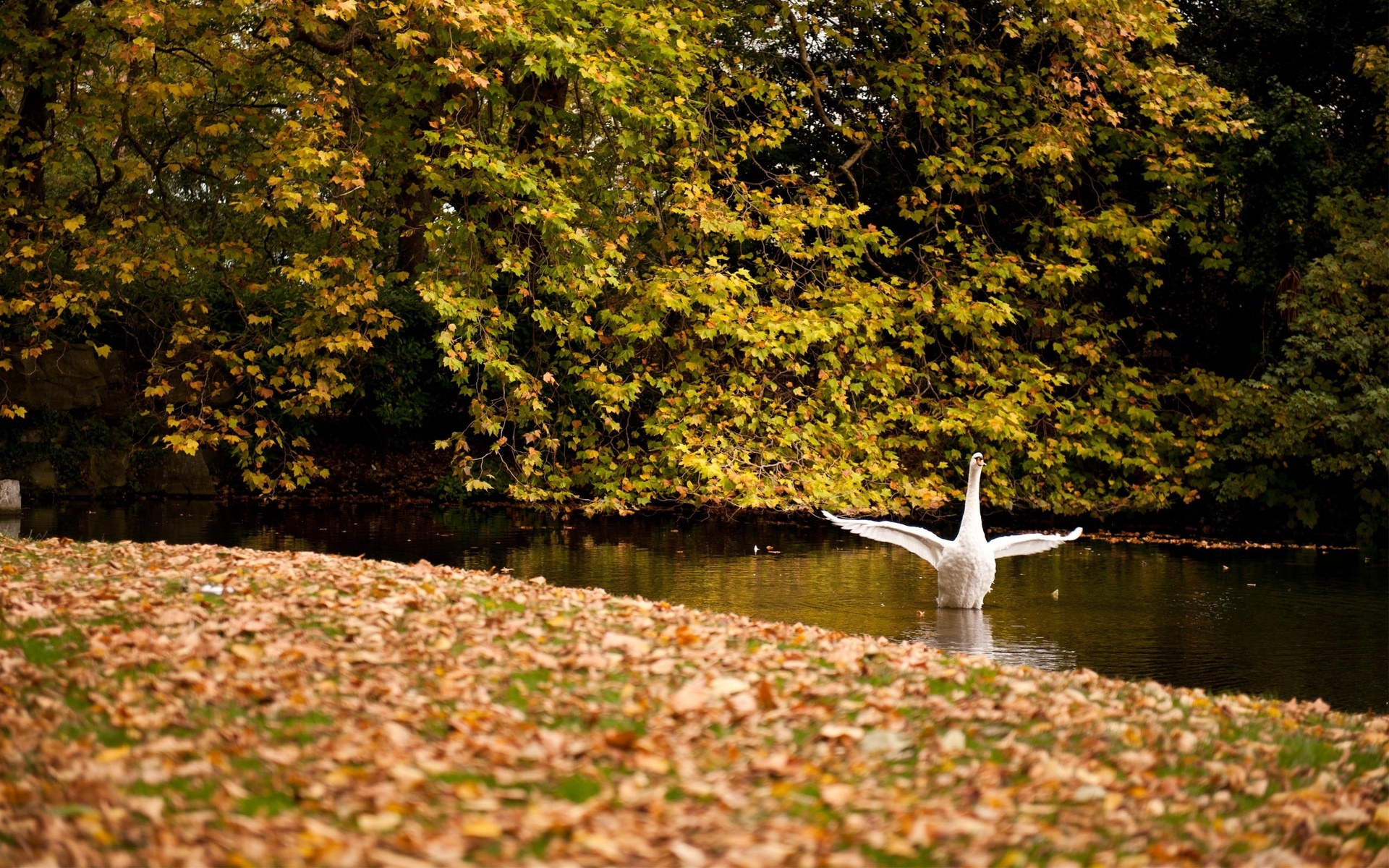 Animal Mute swan HD Wallpaper | Background Image