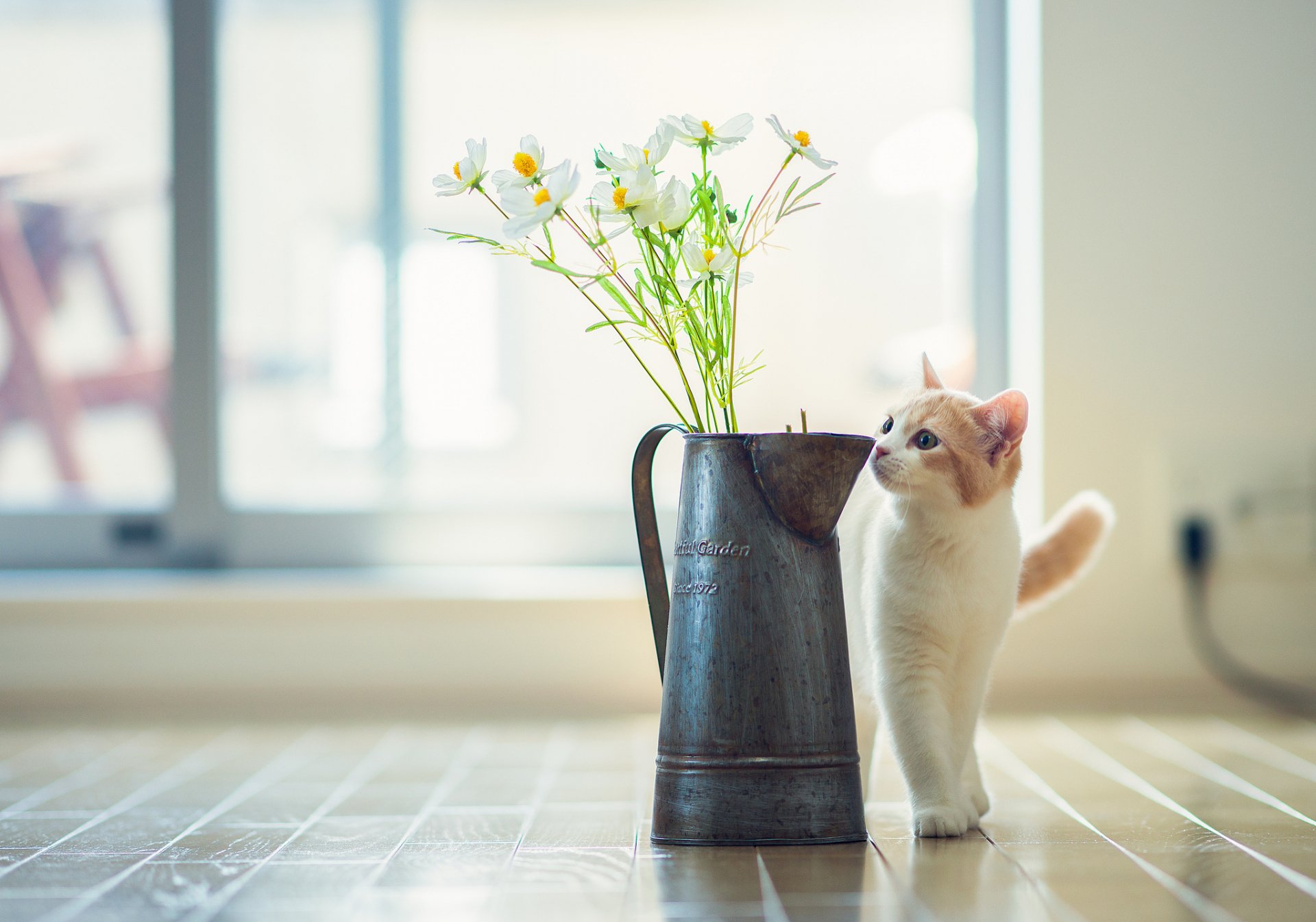 Cat HD Wallpaper