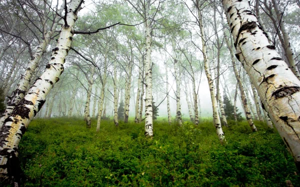 A serene forest scene featuring tall birch trees in a misty atmosphere, surrounded by lush greenery, creating a tranquil natural setting for a HD desktop wallpaper.