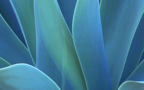 nature close-up succulent leaf plant HD Desktop Wallpaper | Background Image