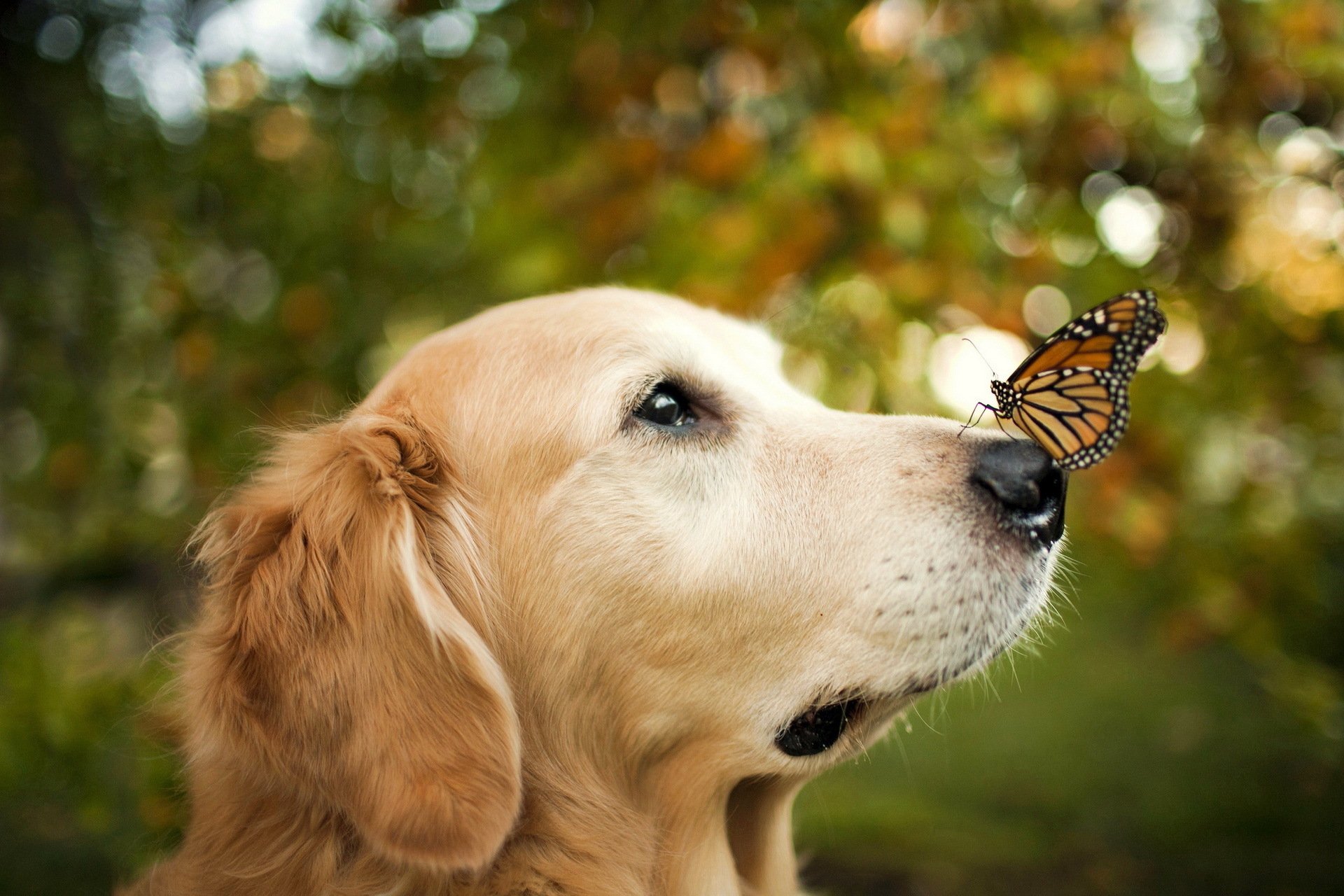 Hintergrund Tiere Süß