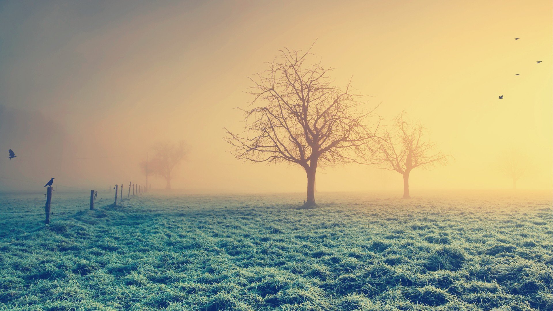 HD nature desktop wallpaper featuring a foggy landscape with bare trees illuminated by the soft glow of sunrise, creating a serene and peaceful atmosphere.