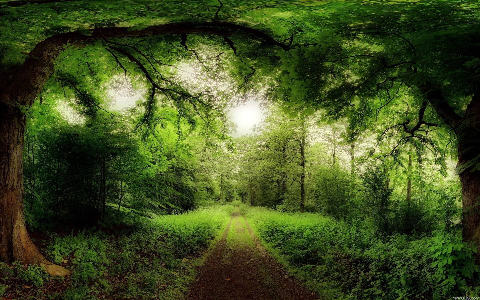 Enchanted Forest HD Wallpaper 1920x1200 Wallpaper Abyss