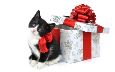 A cute black and white kitten with a red bow sits beside a holiday gift box adorned with a large red ribbon. This HD desktop wallpaper captures the festive spirit of Christmas.