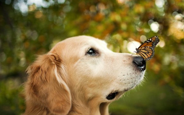 Animales Golden Retriever Perros Perro Mariposa Pet Bokeh Fondo de pantalla HD | Fondo de Escritorio