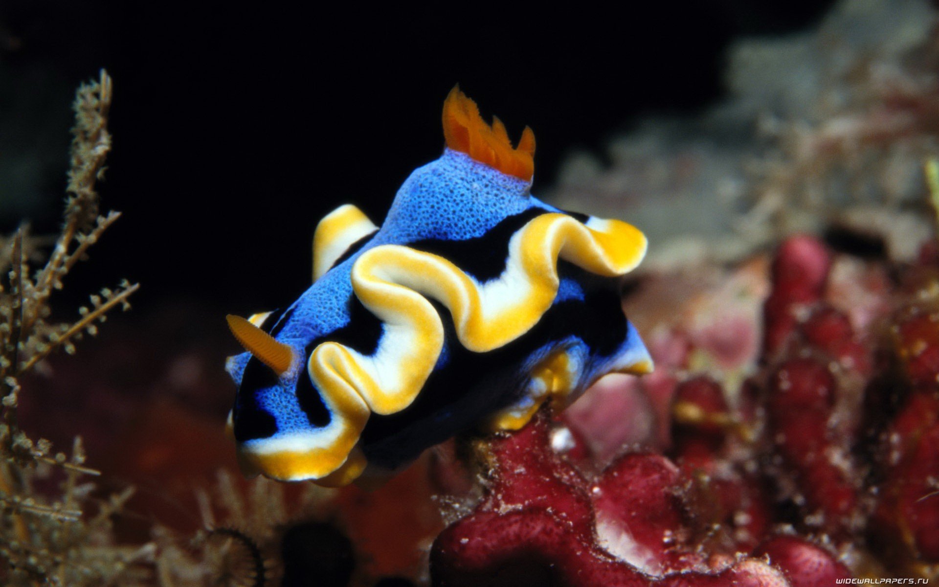 Nudibranch Full HD Wallpaper and Background Image | 1920x1200 | ID:311935