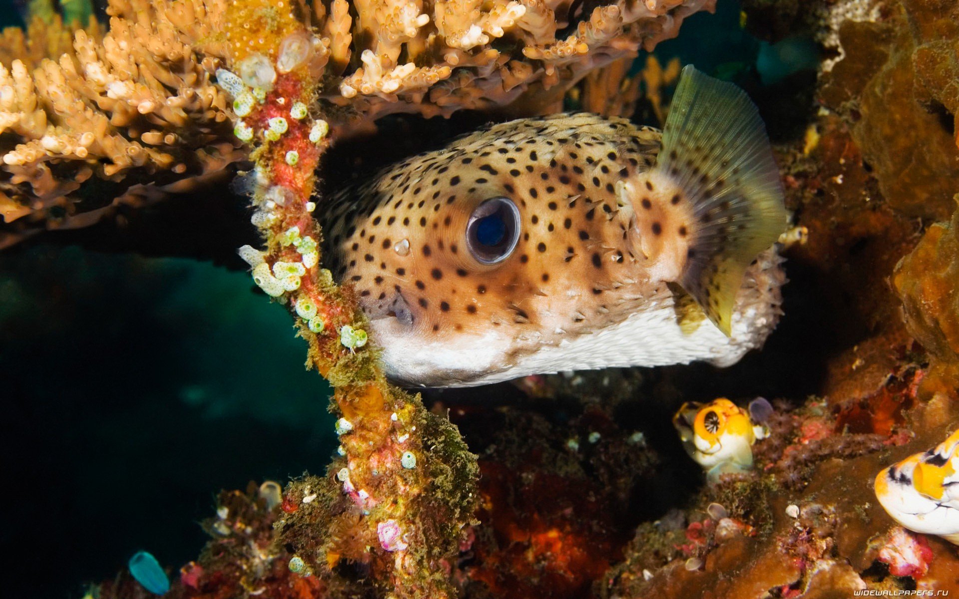 Download Fish Animal Pufferfish HD Wallpaper