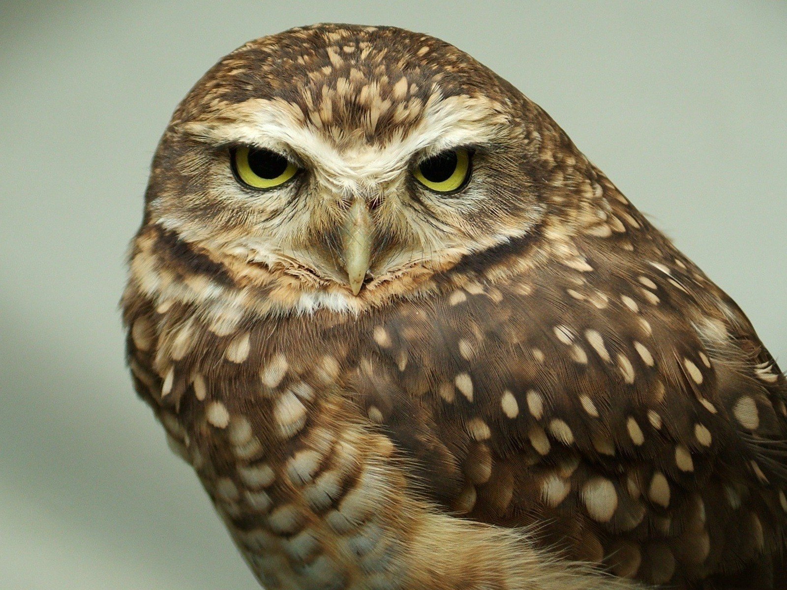 Majestic Owl Stare - HD Animal Wallpaper | 1600x1200 | Wallpaper Abyss