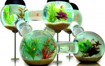 Hd Wallpaper Fish Water Tank