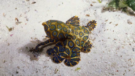 octopus Animal blue ringed octopus HD Desktop Wallpaper | Background Image