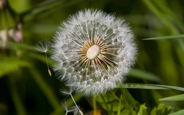 HD nature wallpaper capturing a close-up of a dandelion seed head with fine white seeds against a blurred green background.