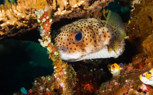 Spotted pufferfish (fish, animal) peeking from coral in a vibrant underwater scene — HD PC desktop wallpaper/background