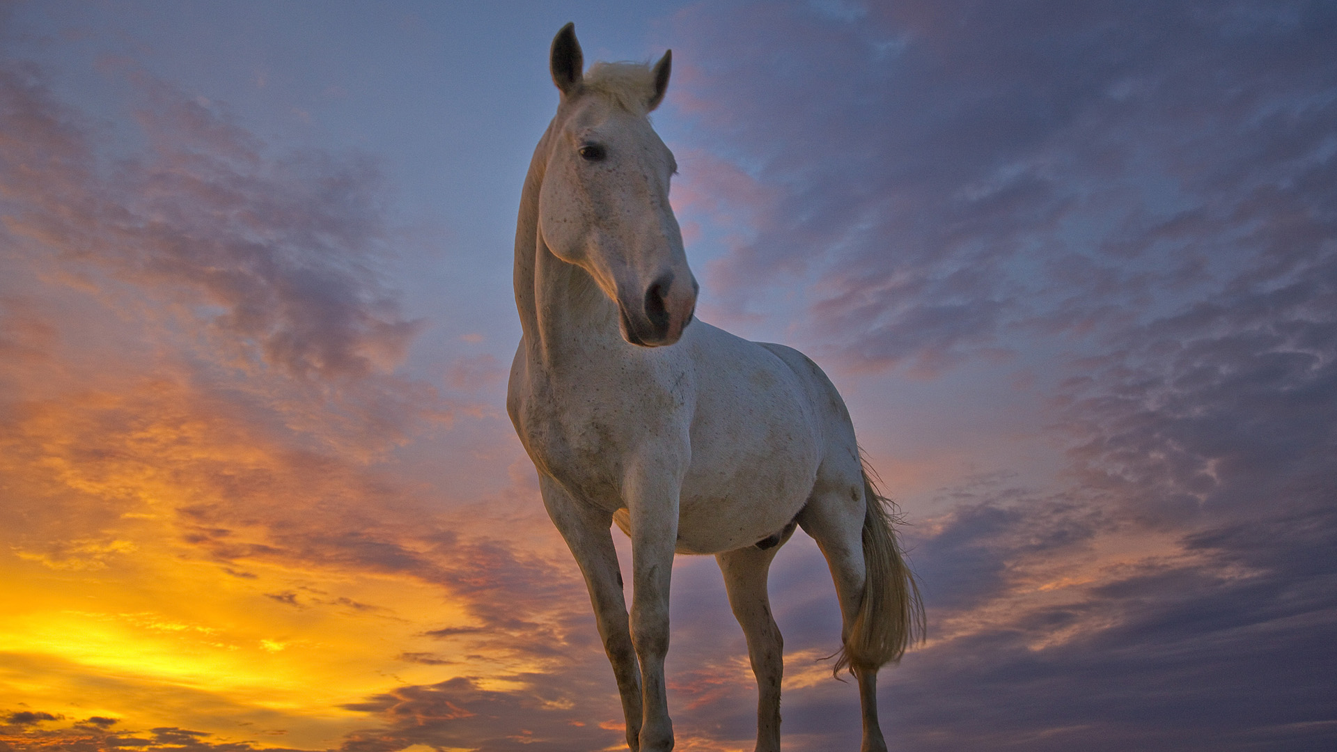 Horse HD Wallpaper | Background Image | 1920x1080 | ID ...