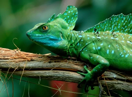 Close-up of a vibrant green basilisk lizard resting on a branch, captured in high definition as an animal-themed PC desktop wallpaper.