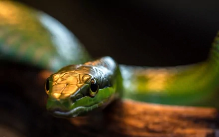 HD desktop wallpaper featuring a macro shot of a smooth green snake. The detailed close-up highlights the snake's vibrant scales and distinct facial features. Tags: Smooth green snake, reptile, animal, snake.