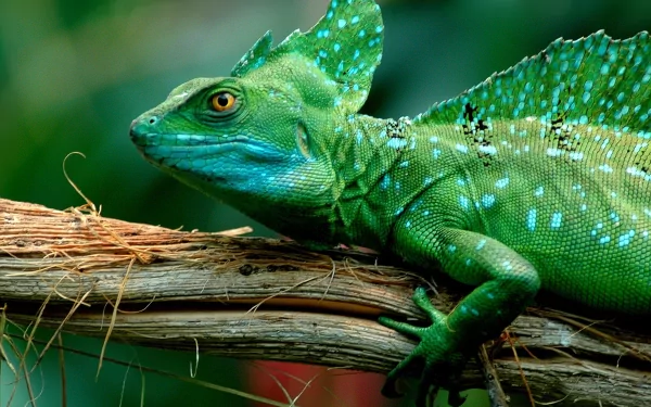 Close-up of a vibrant green basilisk lizard resting on a branch, captured in high definition as an animal-themed PC desktop wallpaper.