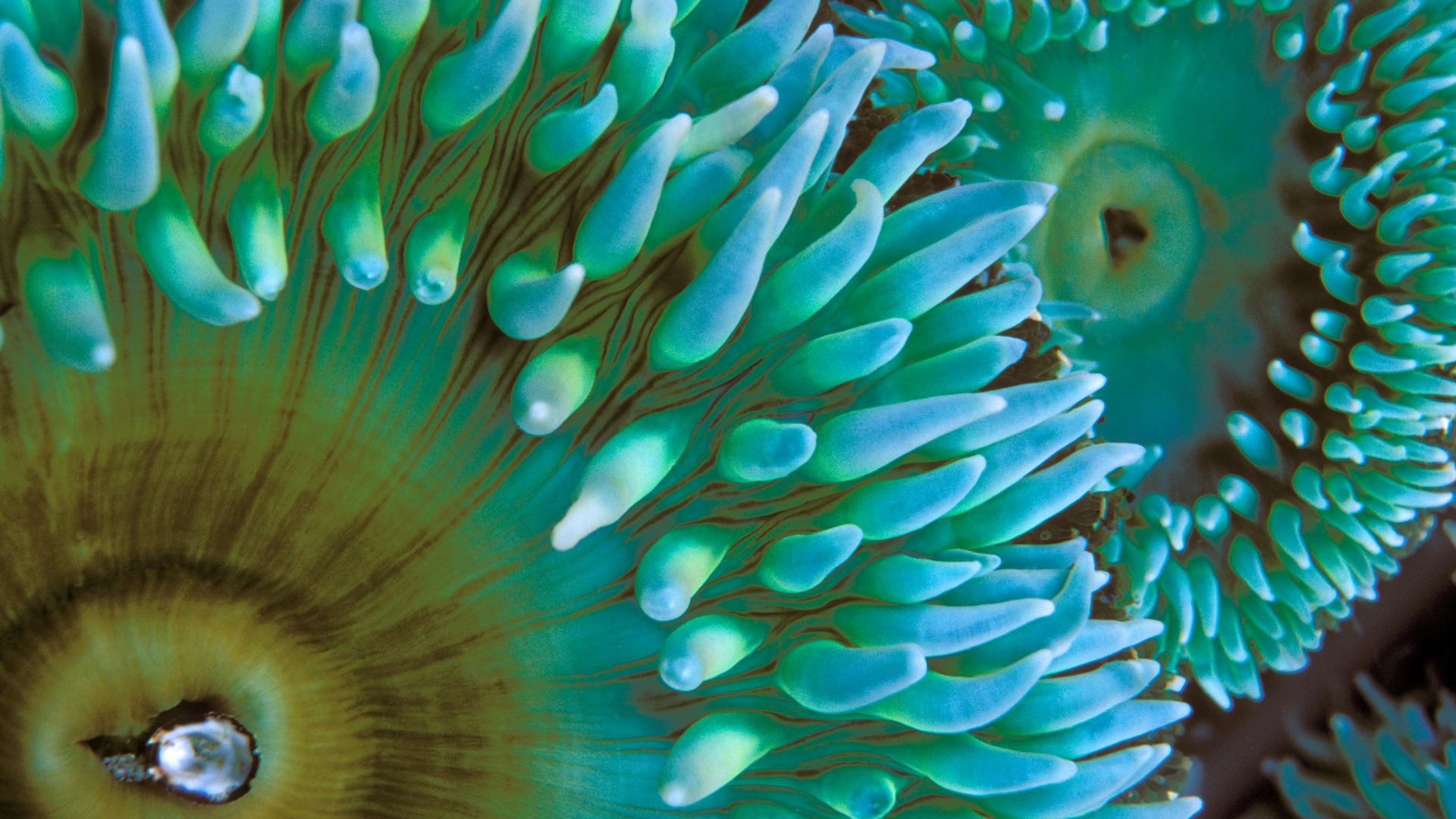 Sea Anemone HD Wallpaper by Don Paulson