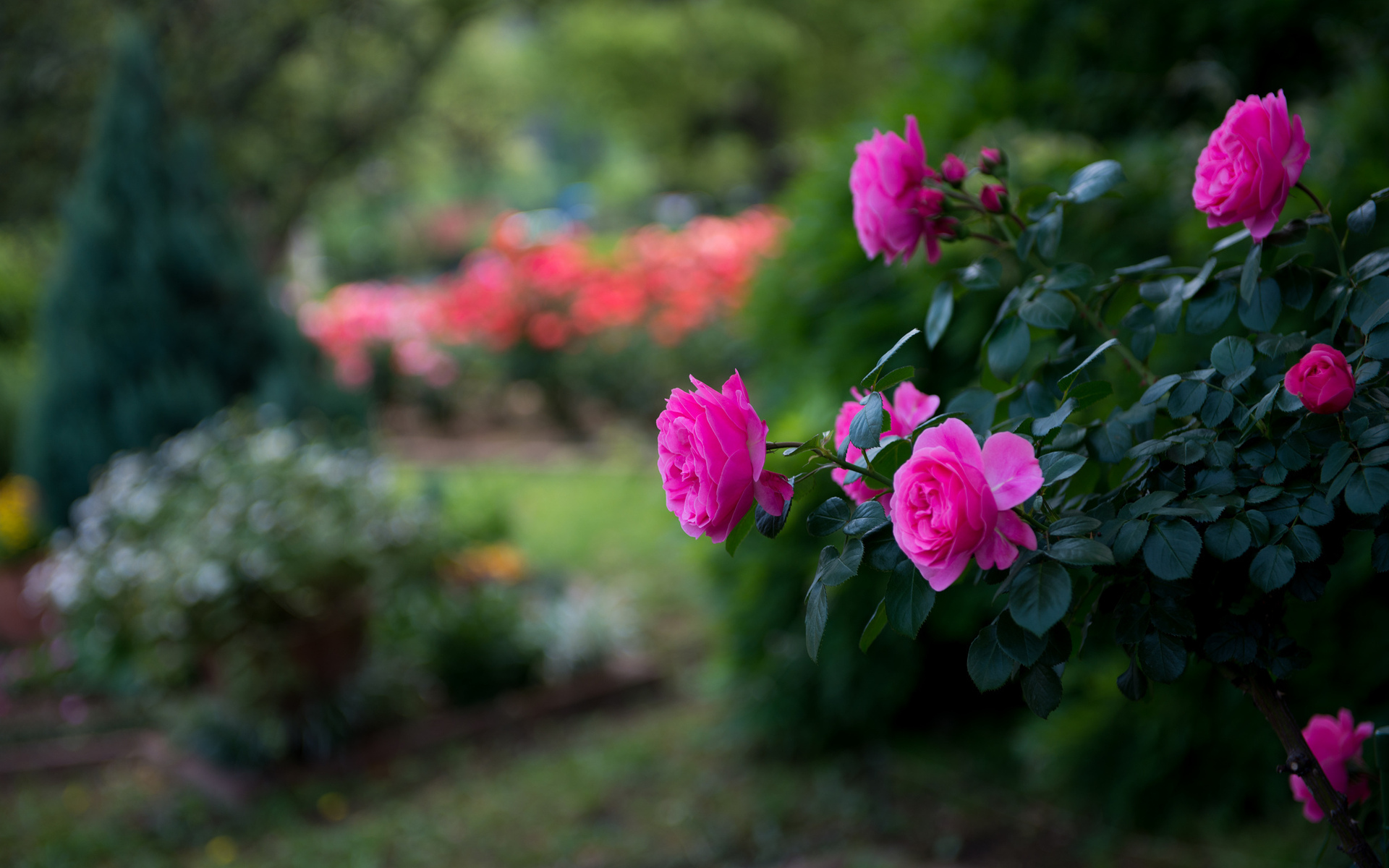 Hãy cùng chiêm ngưỡng những bông hoa hồng tuyệt đẹp, tràn đầy sức sống và tình yêu trong hình ảnh này. Chúng sẽ chạm đến trái tim bạn với những màu sắc tươi tắn và hương thơm ngọt ngào của hoa hồng. Bạn sẽ không muốn bỏ lỡ cơ hội đắm mình trong vẻ đẹp của chúng!