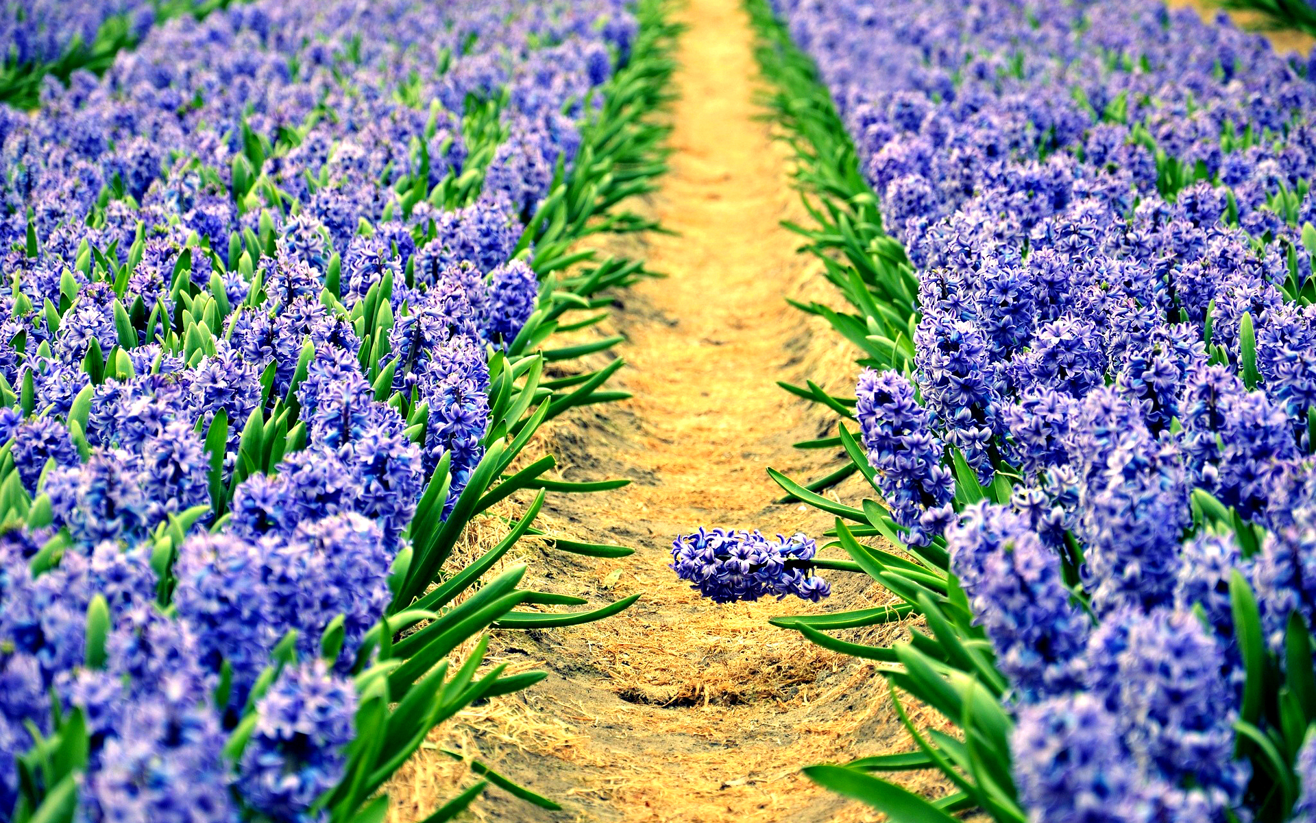 Earth Hyacinth HD Wallpaper | Background Image