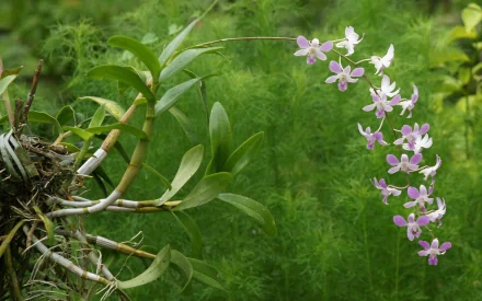 A vibrant orchid with delicate purple and white blooms stands out against lush green foliage, creating a stunning nature-inspired HD PC desktop wallpaper background.