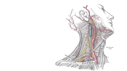 artistic anatomy HD Desktop Wallpaper | Background Image