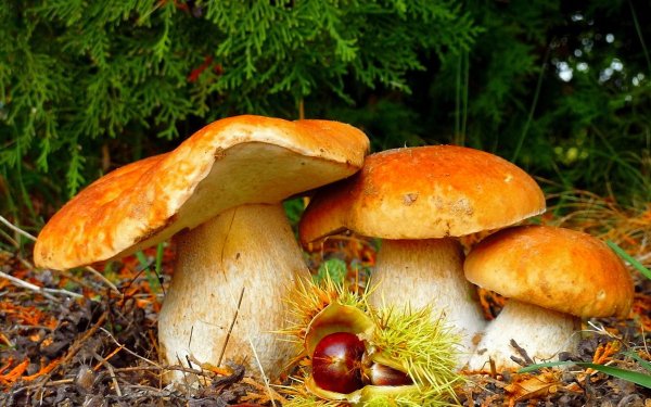 Nature Mushroom Forest HD Wallpaper | Background Image