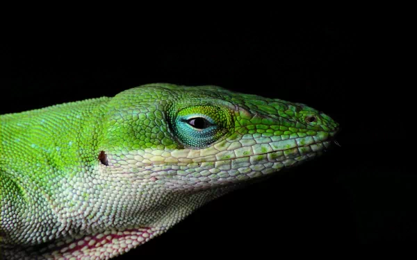 Animal green anole HD Desktop Wallpaper | Background Image