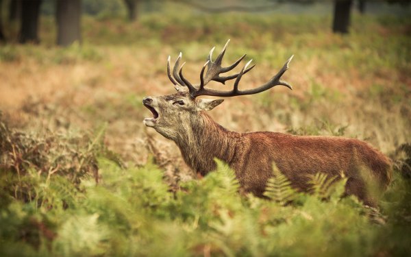 Elk HD Wallpaper | Background Image | 1920x1200 | ID:468307 - Wallpaper