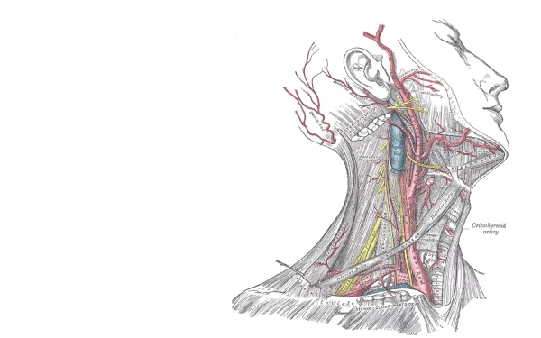 artistic anatomy HD Desktop Wallpaper | Background Image