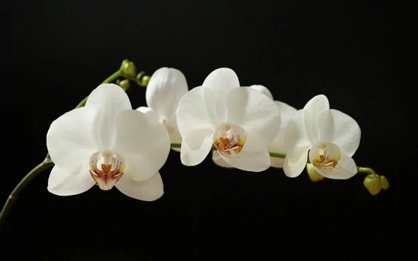 A close-up of elegant white orchids against a black background, showcasing their delicate beauty. This HD image serves as a stunning nature-inspired desktop wallpaper.