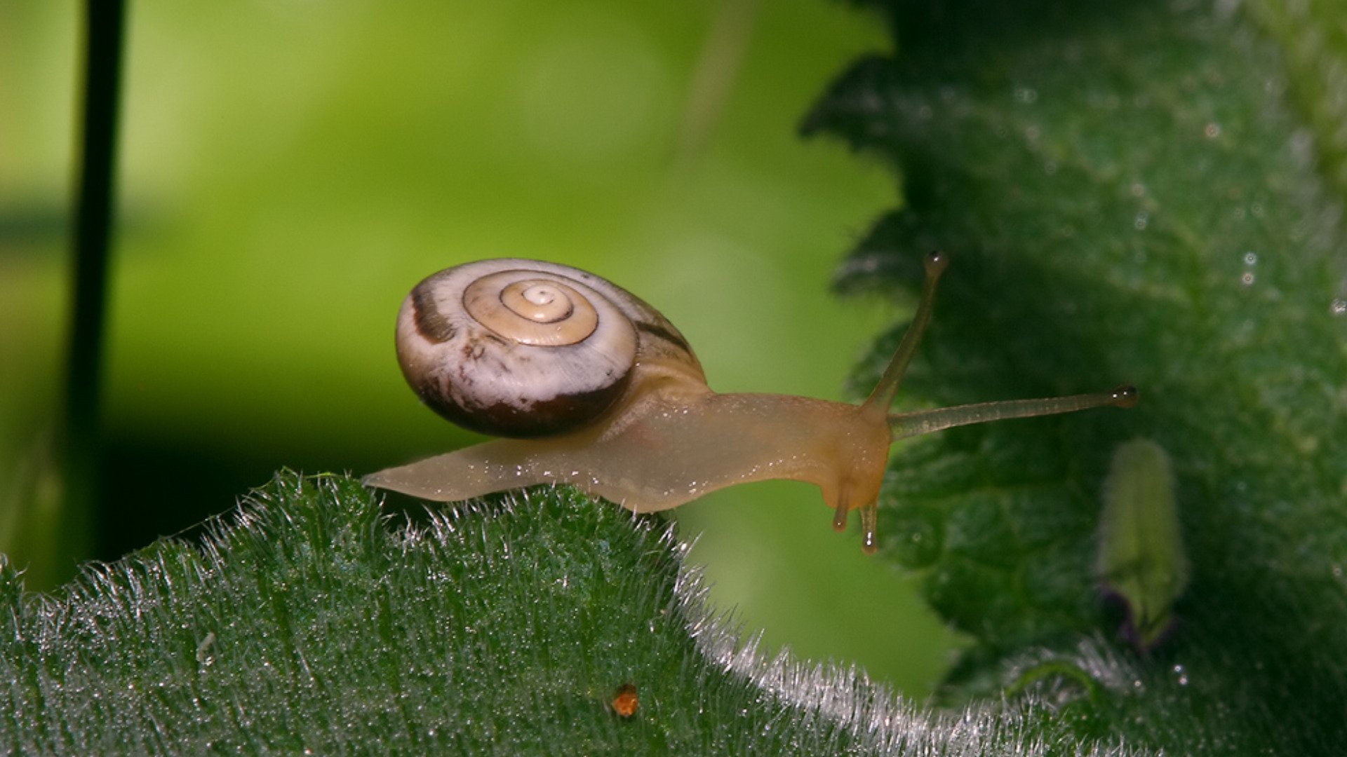 Close-up HD desktop wallpaper of a snail with a spiraled shell crawling on a green leaf against a blurred natural background.