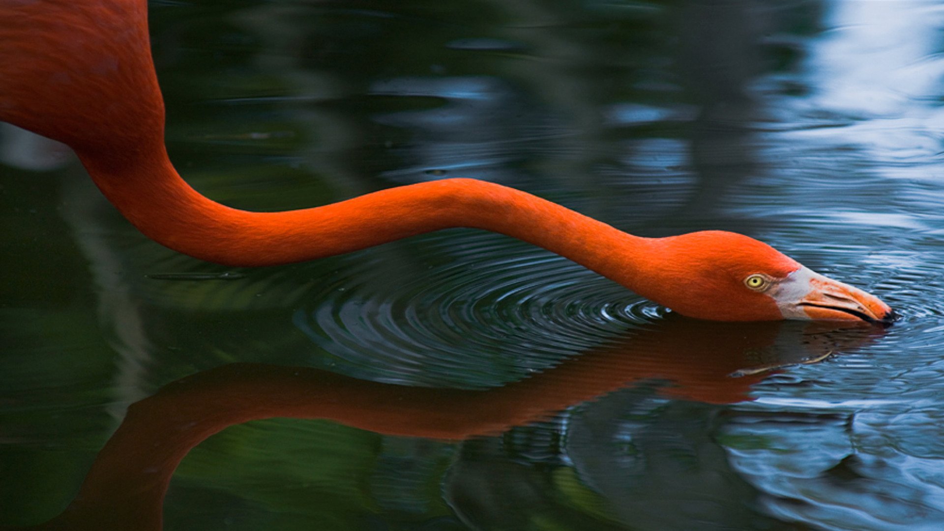 Download Animal Flamingo  HD Wallpaper